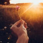 cornflower in hand in sunset rays at summer field